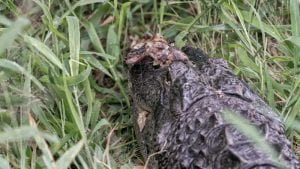 a picture of an injured alligator after being attacked by another alligator