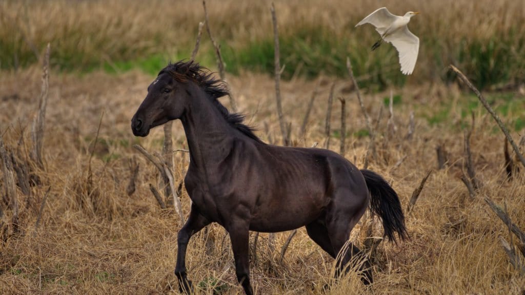 Clear Landing An Outdoors Blog By Christopher Berry   Florida Cracker Horse Paynes Prairie 1024x576 